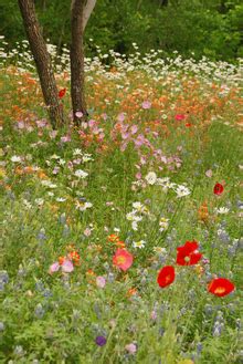 Wildflower Wiki .
